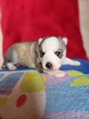 Siberian Husky szczenięta suczka pies zkwp fci po champion 4