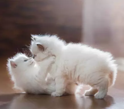 Reproduktor Ragdoll. Usługa krycia Rag blue lynx 4
