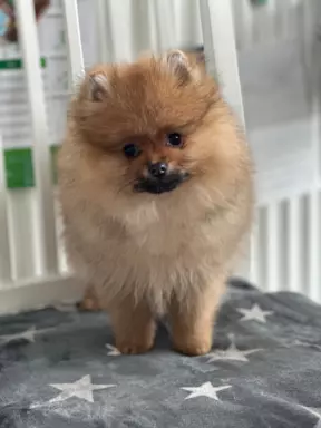 Szpic miniaturowy Pomeranian ZKwP FCI 6