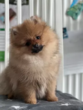 Szpic miniaturowy Pomeranian ZKwP FCI 3
