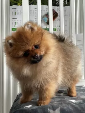 Szpic miniaturowy Pomeranian ZKwP FCI 2