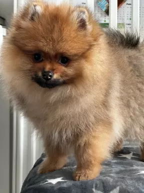 Szpic miniaturowy Pomeranian ZKwP FCI 5