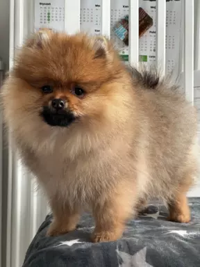 Szpic miniaturowy Pomeranian ZKwP FCI 1