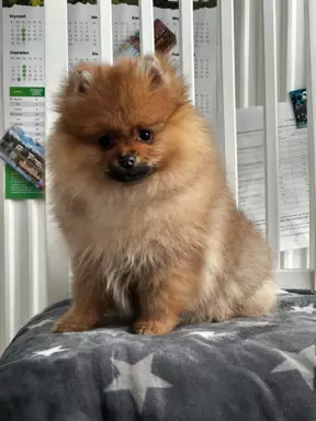 Szpic miniaturowy Pomeranian ZKwP FCI 4