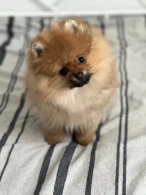 Szpic miniaturowy Pomeranian ZKwP FCI 7