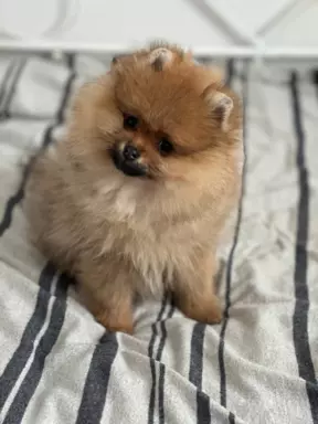 Szpic miniaturowy Pomeranian ZKwP FCI 8
