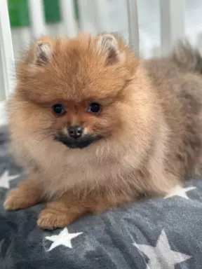 Szpic miniaturowy Pomeranian ZKwP FCI 9