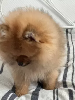 Szpic miniaturowy Pomeranian ZKwP FCI 10