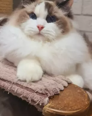 Śliczne koty Ragdoll 1