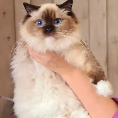 Śliczne koty Ragdoll 2