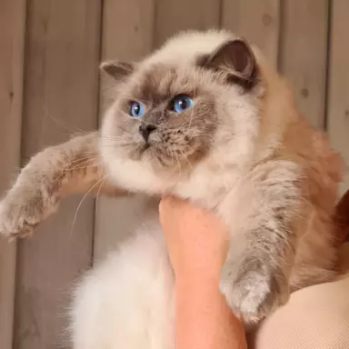 Śliczne koty Ragdoll 3
