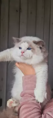 Śliczne koty Ragdoll 4