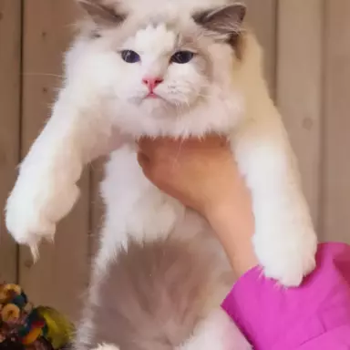 Śliczne koty Ragdoll 5