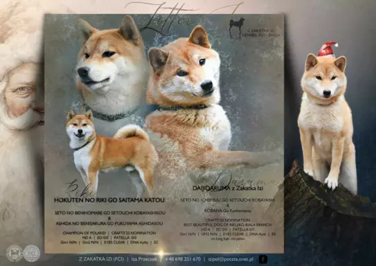 Shiba - piesek 1