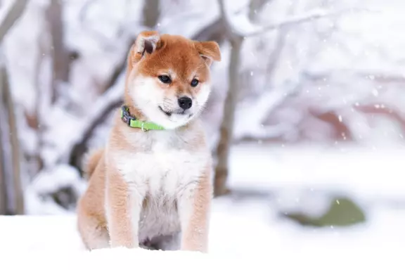 Shiba - piesek 2