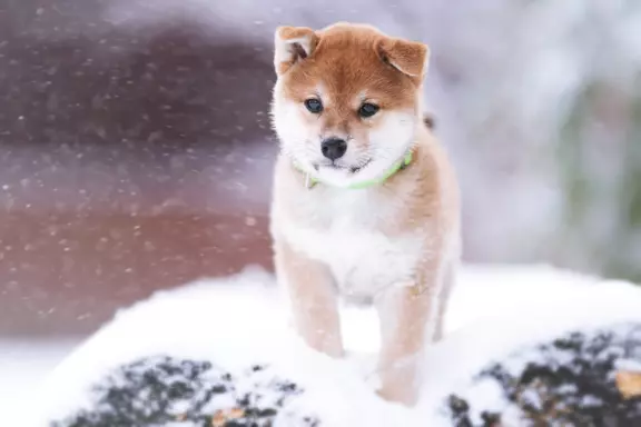 Shiba - piesek 3