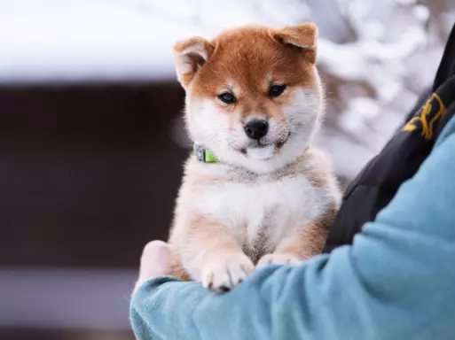 Shiba - piesek 4