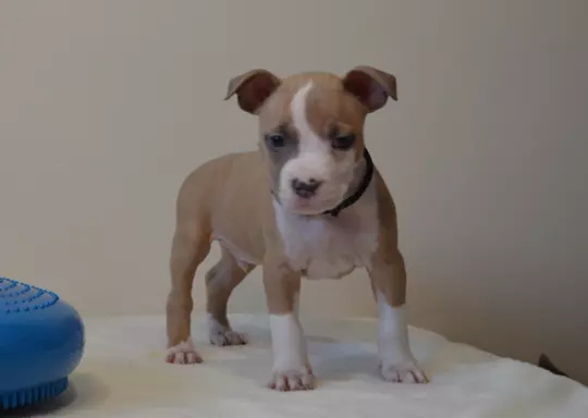 Szczenięta Amstaff 3