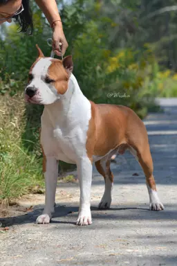 Szczenięta Amstaff 4