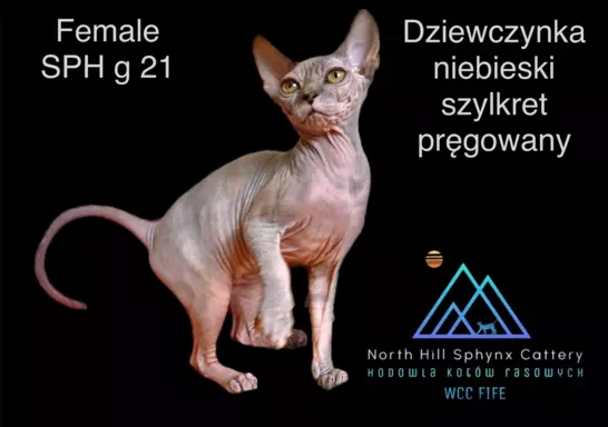 Felis Polonia FPL kotka niebieski szylkret 2