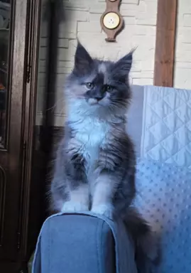 Niebieska Kotka Maine Coon. 1