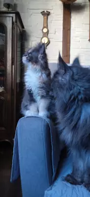 Niebieska Kotka Maine Coon. 2
