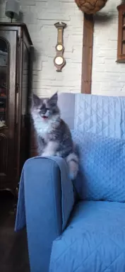 Niebieska Kotka Maine Coon. 3