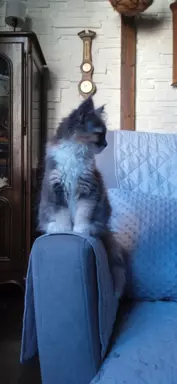 Niebieska Kotka Maine Coon. 4