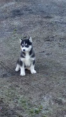 Sprzedam Syberian Husky 1