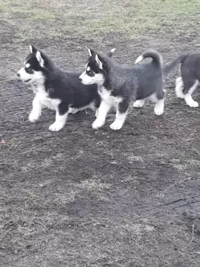 Sprzedam Syberian Husky 2