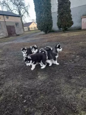 Sprzedam Syberian Husky 3