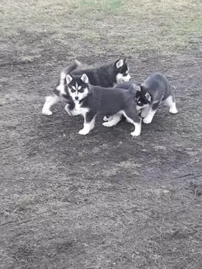 Sprzedam Syberian Husky 4