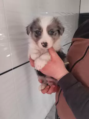 Border Collie blue merle pieski I suczki 1