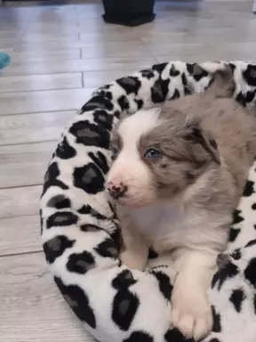 Border Collie blue merle pieski I suczki 2