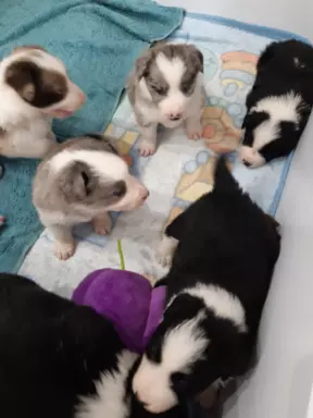 Border Collie blue merle pieski I suczki 4