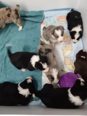 Border Collie blue merle pieski I suczki 5