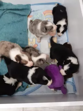 Border Collie blue merle pieski I suczki 6