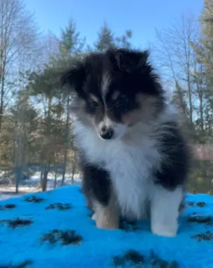 Owczarek szetlandzki, sheltie, shetland sheepdog 1