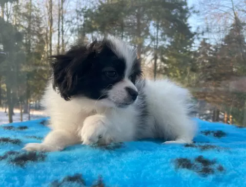 Spaniel kontynentalny miniaturowy (phalene) 2