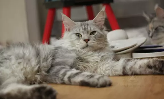 Kocur maine coon Reproduktor ojciec i matka shaded Hodowlany 2