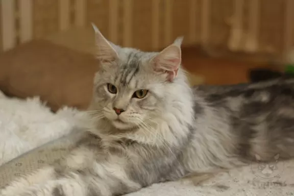 Kocur maine coon Reproduktor ojciec i matka shaded Hodowlany 5