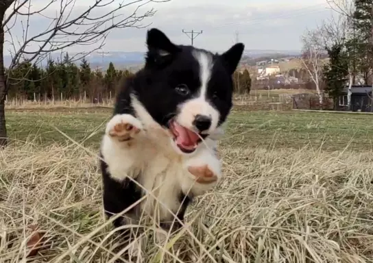 Border Collie - Błyskotliwy Pies Yeti z dok. hodowlaną 2