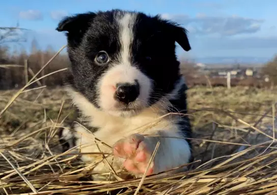 Border Collie - Błyskotliwy Pies Yeti z dok. hodowlaną 1