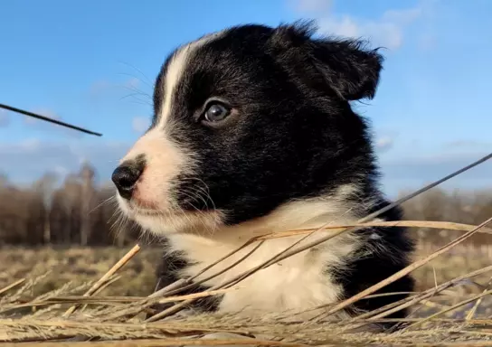 Border Collie - Błyskotliwy Pies Yeti z dok. hodowlaną 3