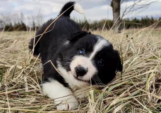 Border Collie - Błyskotliwy Pies Yeti z dok. hodowlaną 4