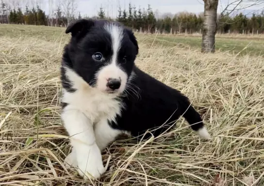 Border Collie - Błyskotliwy Pies Yeti z dok. hodowlaną 5