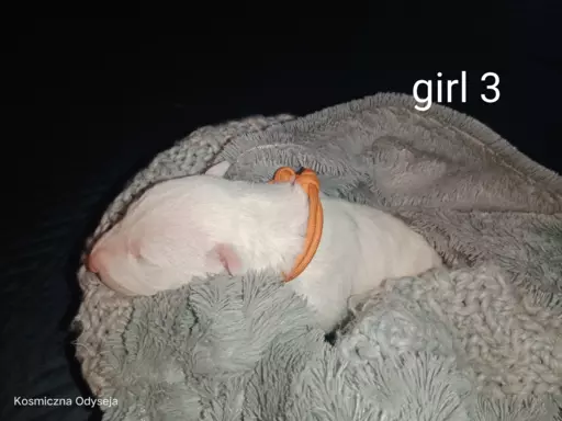Bulterier Miniaturowy, Miniature Bull Terrier 8