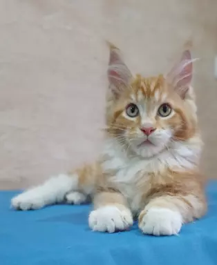 Maine Coon rodowód FPL 3