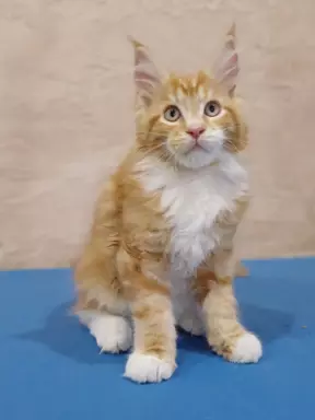 Maine Coon rodowód FPL 1
