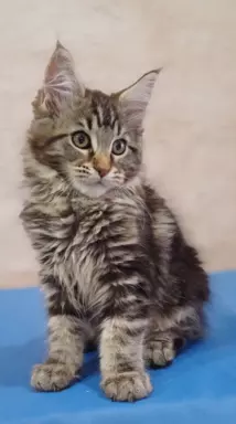 Maine Coon rodowód FPL 5
